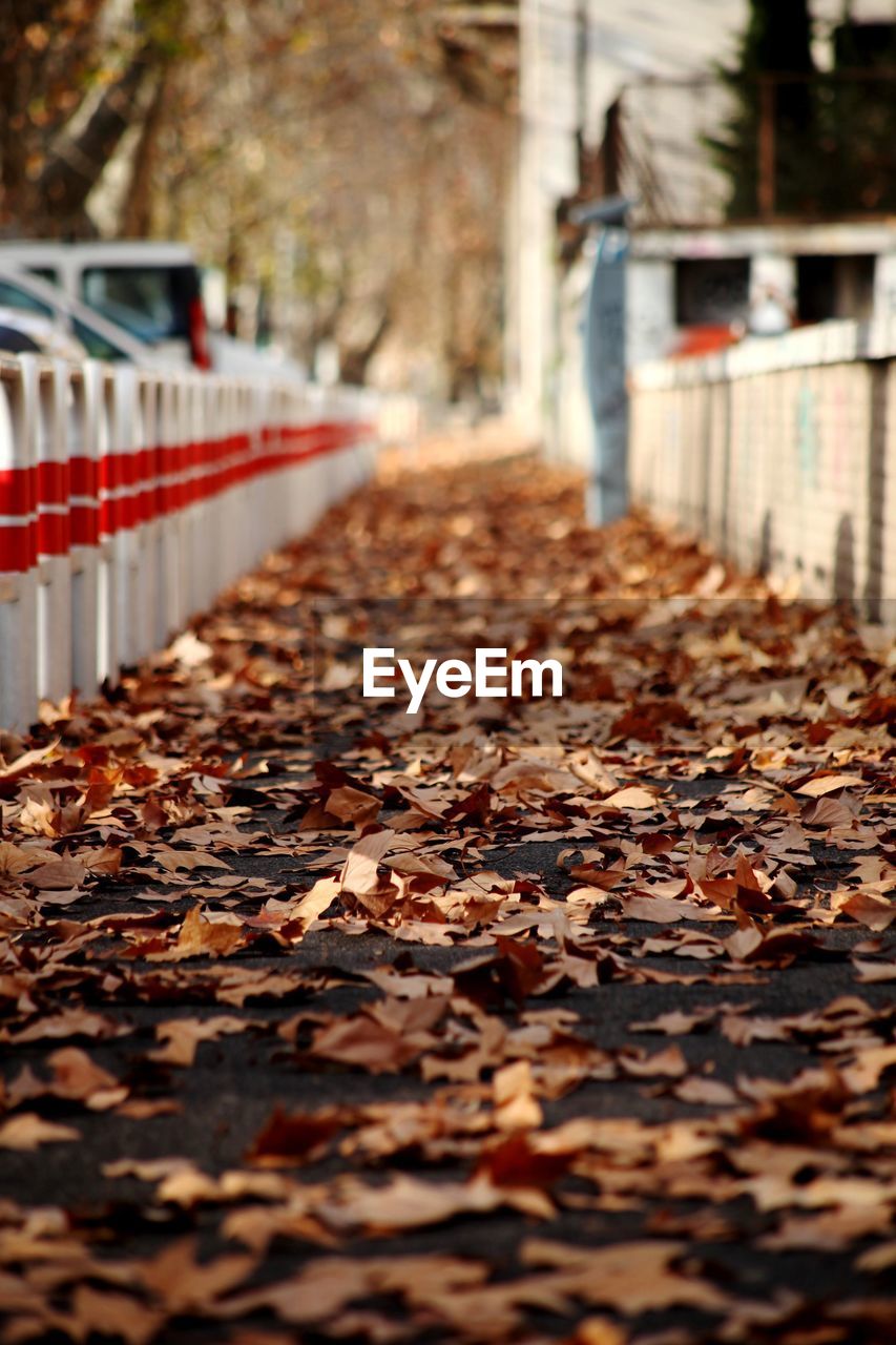 AUTUMN LEAVES FALLEN ON GROUND DURING WINTER