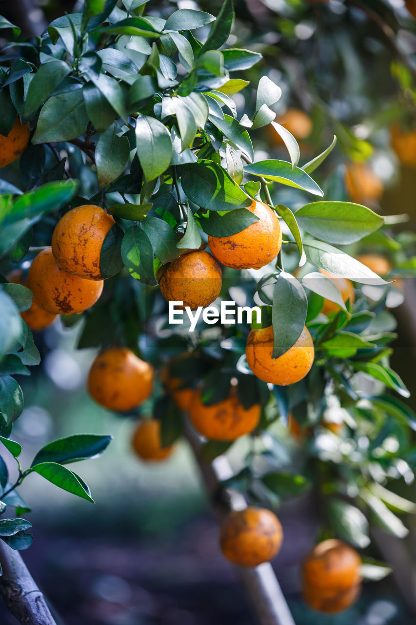 Close-up of orange fruits on tree