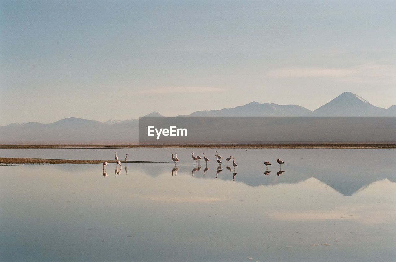 VIEW OF BIRDS IN LAKE AGAINST MOUNTAINS