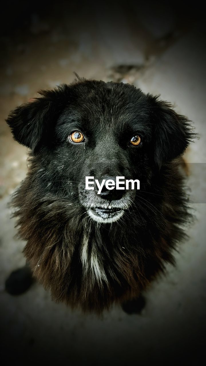 CLOSE-UP PORTRAIT OF DOG LOOKING AWAY