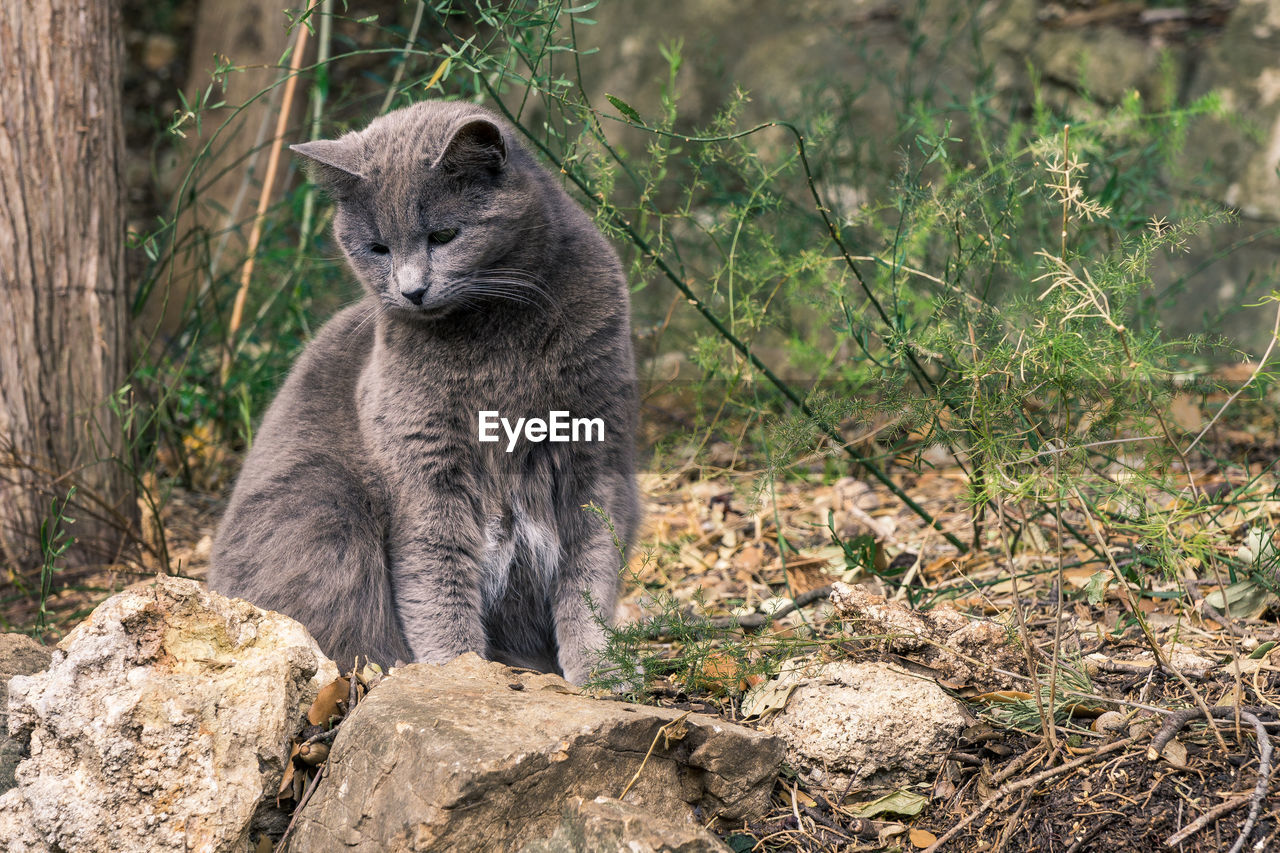 CLOSE-UP OF CAT SITTING ON WOOD