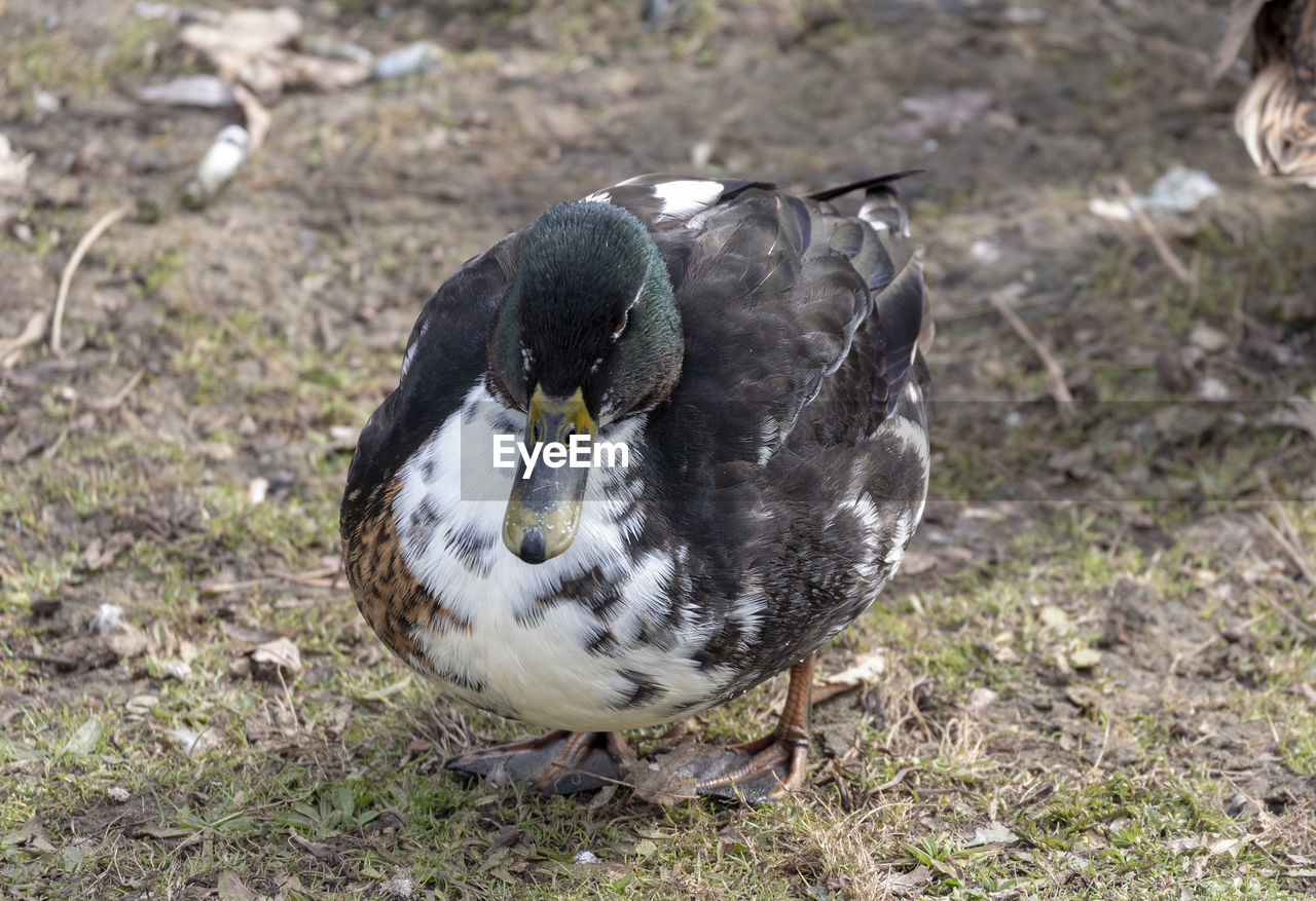 animal themes, animal, bird, animal wildlife, wildlife, one animal, duck, nature, water bird, beak, no people, land, grass, field, day, ducks, geese and swans, focus on foreground, outdoors, poultry, close-up, full length, plant