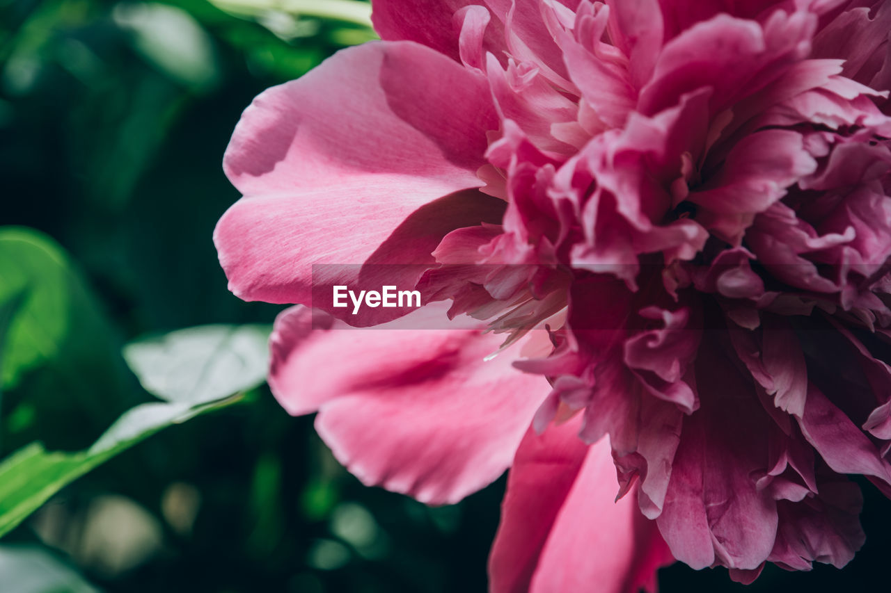 flower, flowering plant, plant, freshness, beauty in nature, pink, petal, close-up, fragility, flower head, inflorescence, nature, growth, blossom, no people, springtime, focus on foreground, magenta, macro photography, outdoors, plant part, botany, leaf, pollen