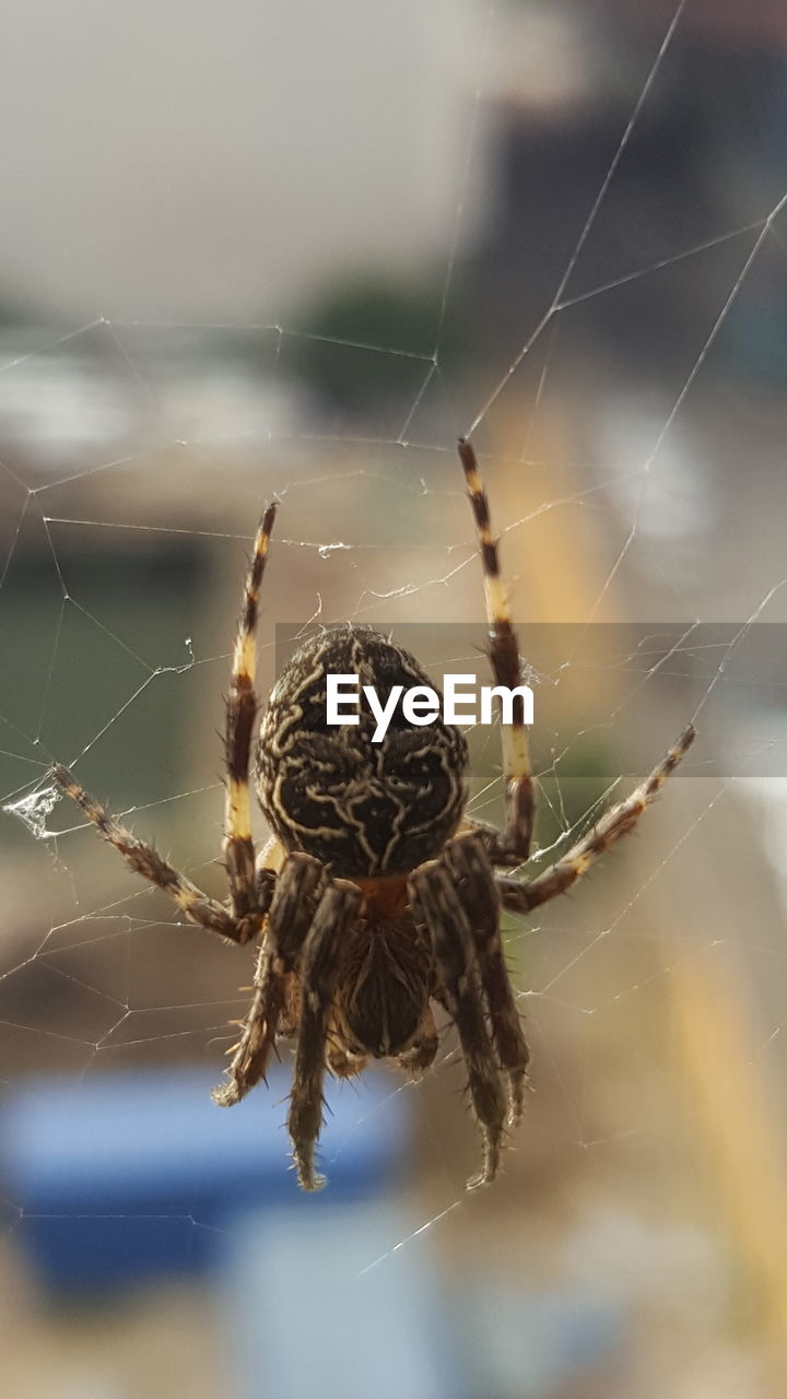 Close-up of spider on web