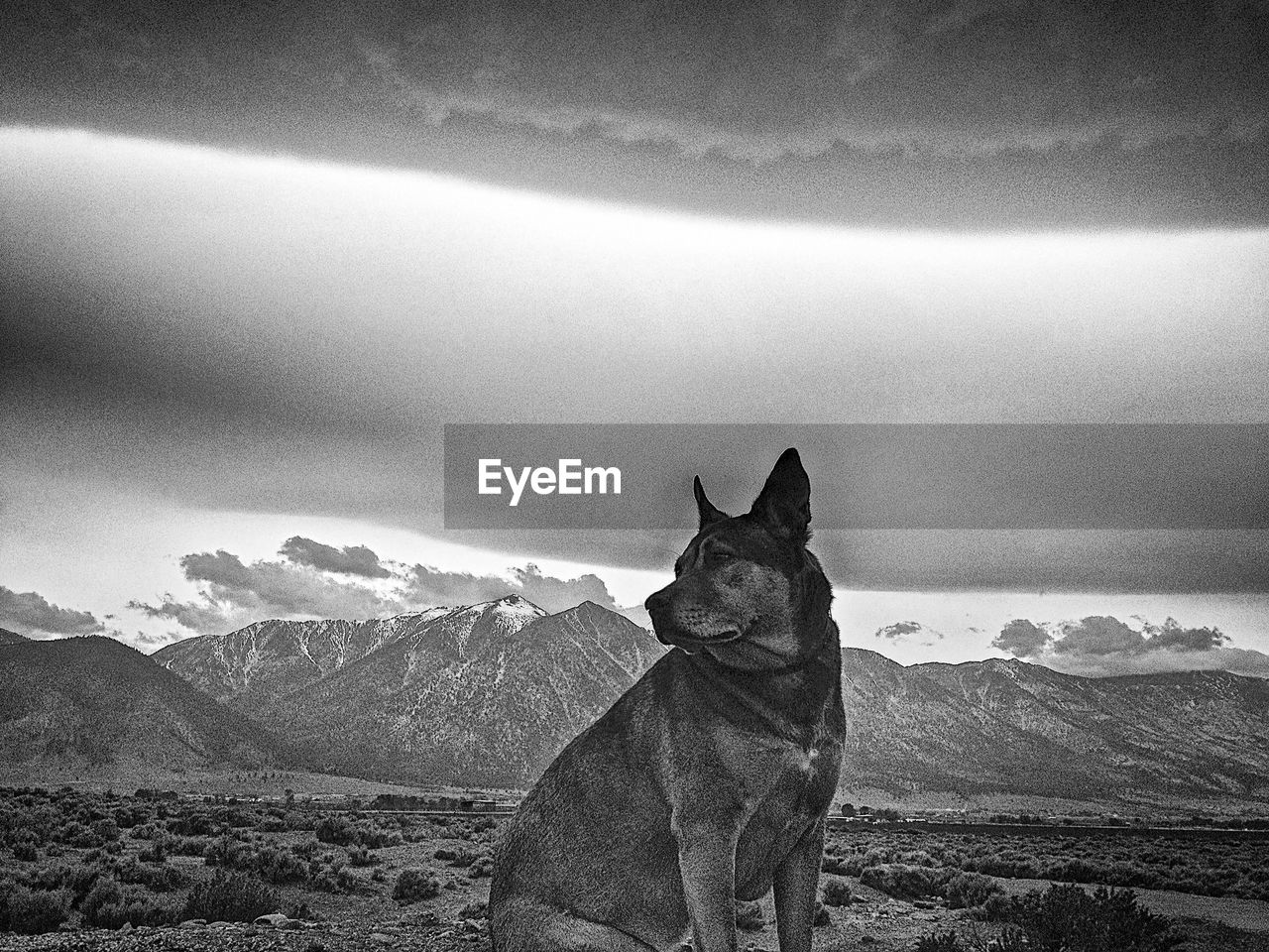 Dog on field against cloudy sky