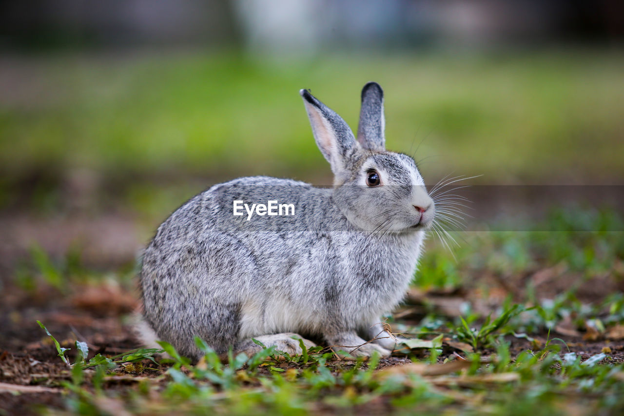 Close-up of a rabbit on field