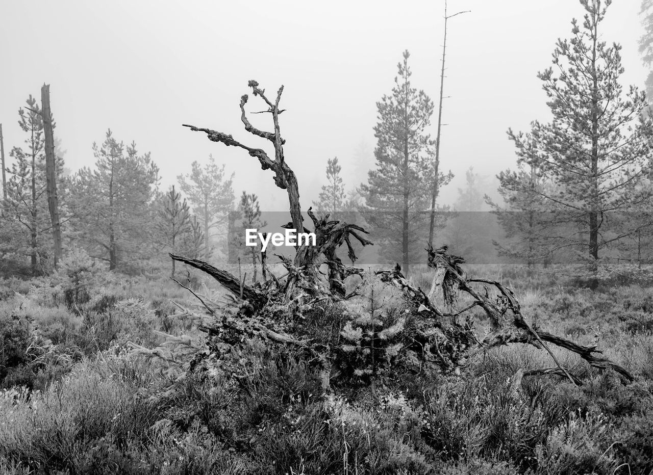 tree, plant, land, nature, forest, black and white, monochrome photography, monochrome, environment, sky, beauty in nature, tranquility, landscape, winter, non-urban scene, no people, scenics - nature, growth, tranquil scene, woodland, wilderness, day, outdoors, pinaceae, coniferous tree, fog, pine woodland, pine tree, natural environment, branch, remote