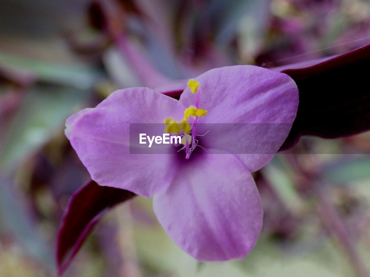 CLOSE-UP OF PINK FLOWER BLOOMING