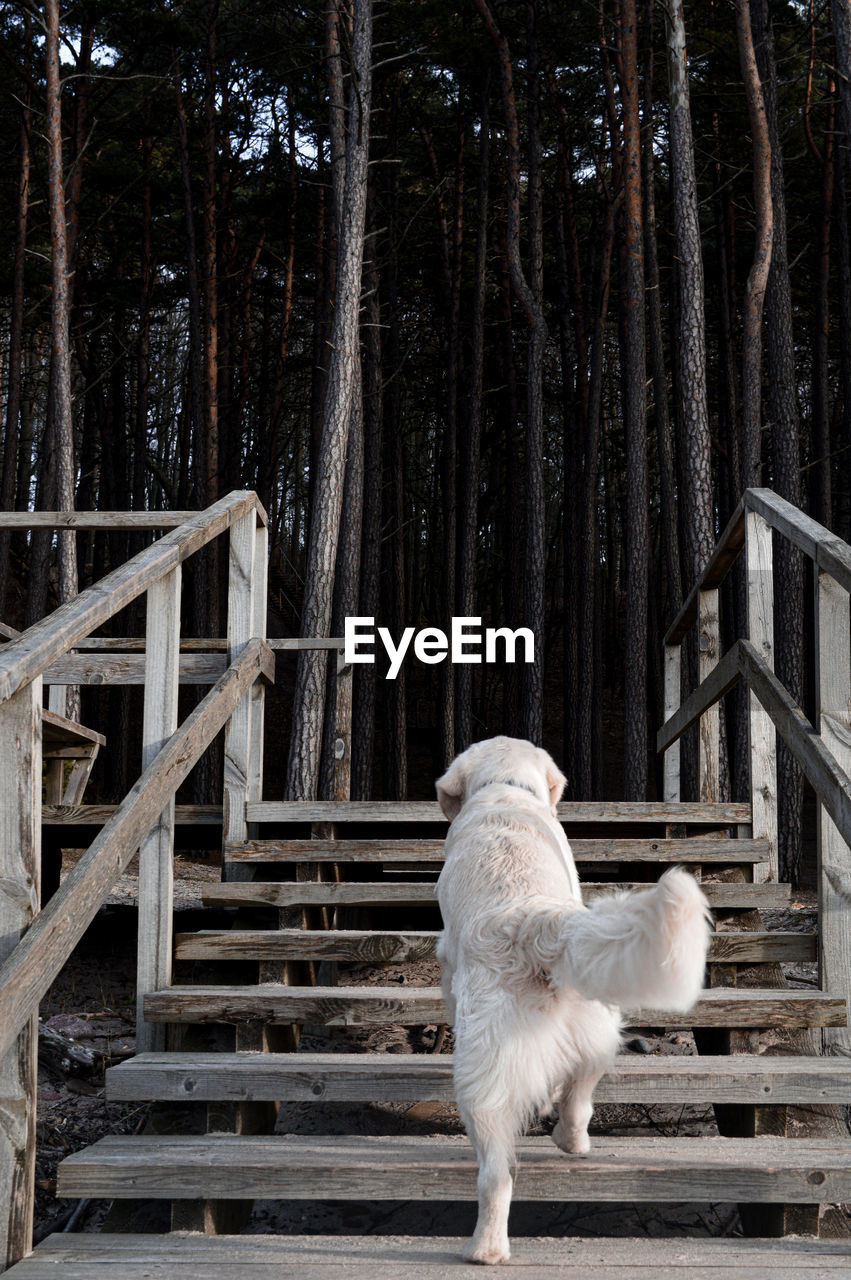 Dog looking away while sitting on staircase in forest