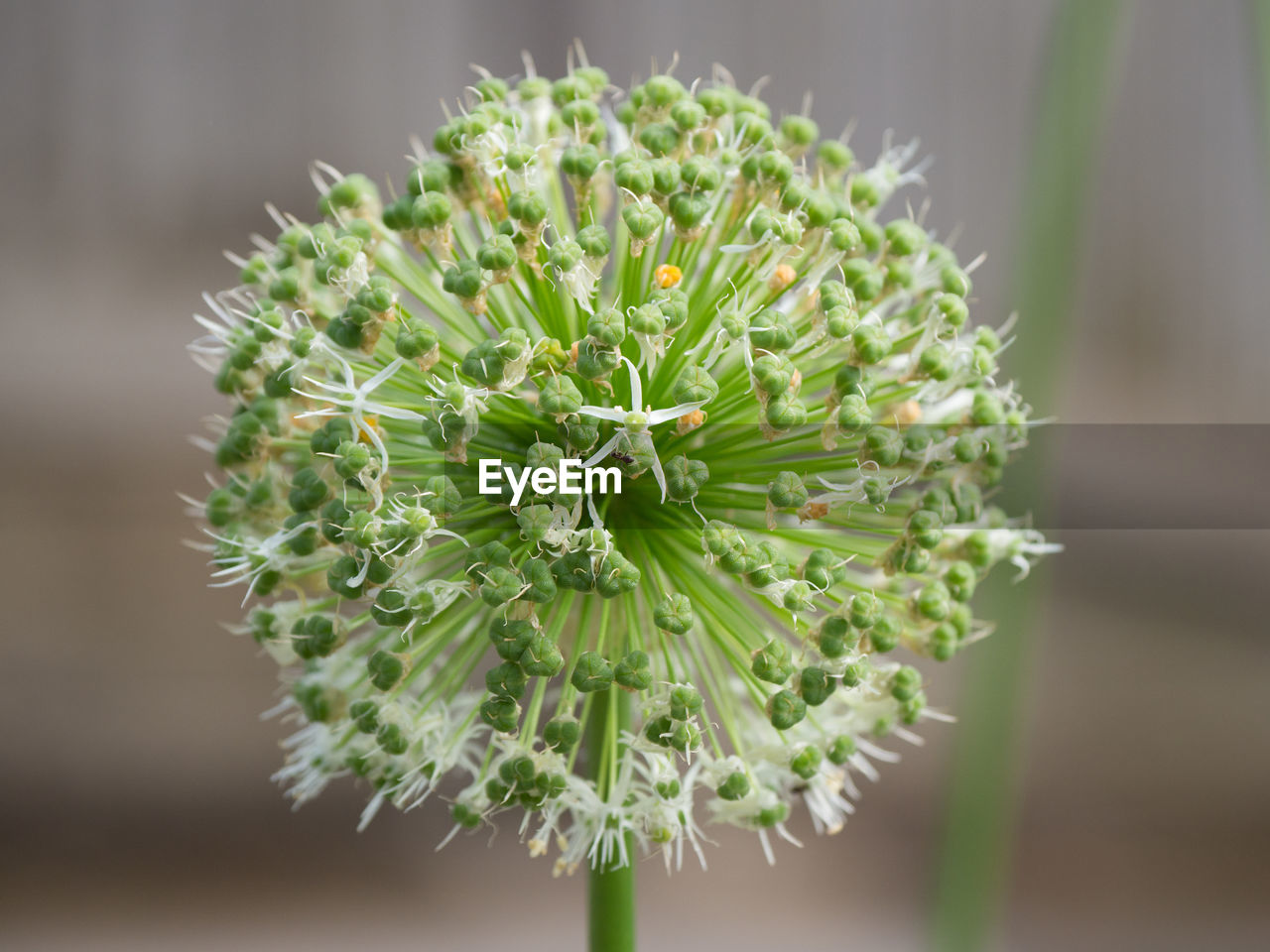 CLOSE-UP OF FRESH GREEN POTTED PLANT