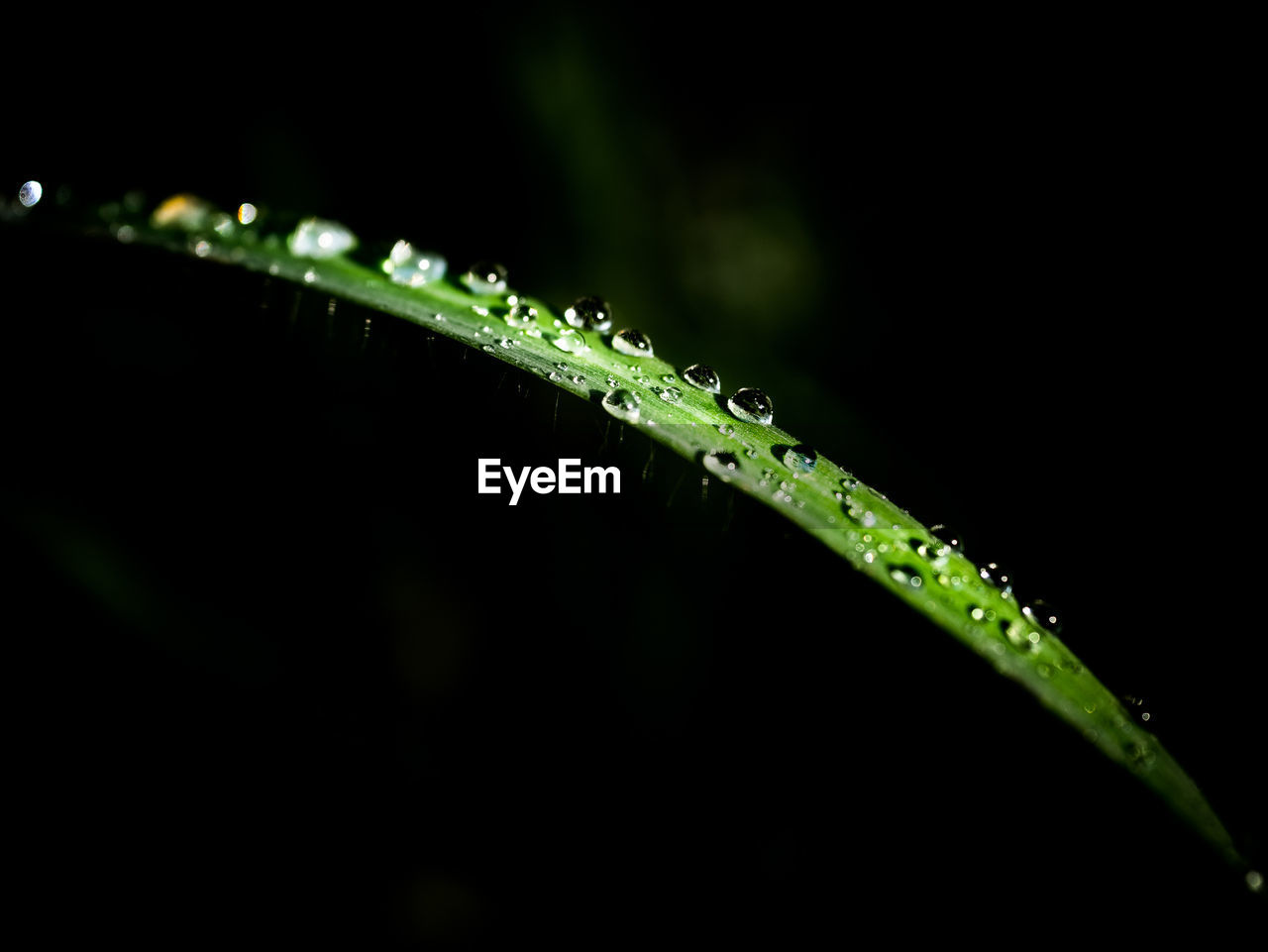 CLOSE-UP OF WATER DROPS ON PLANT