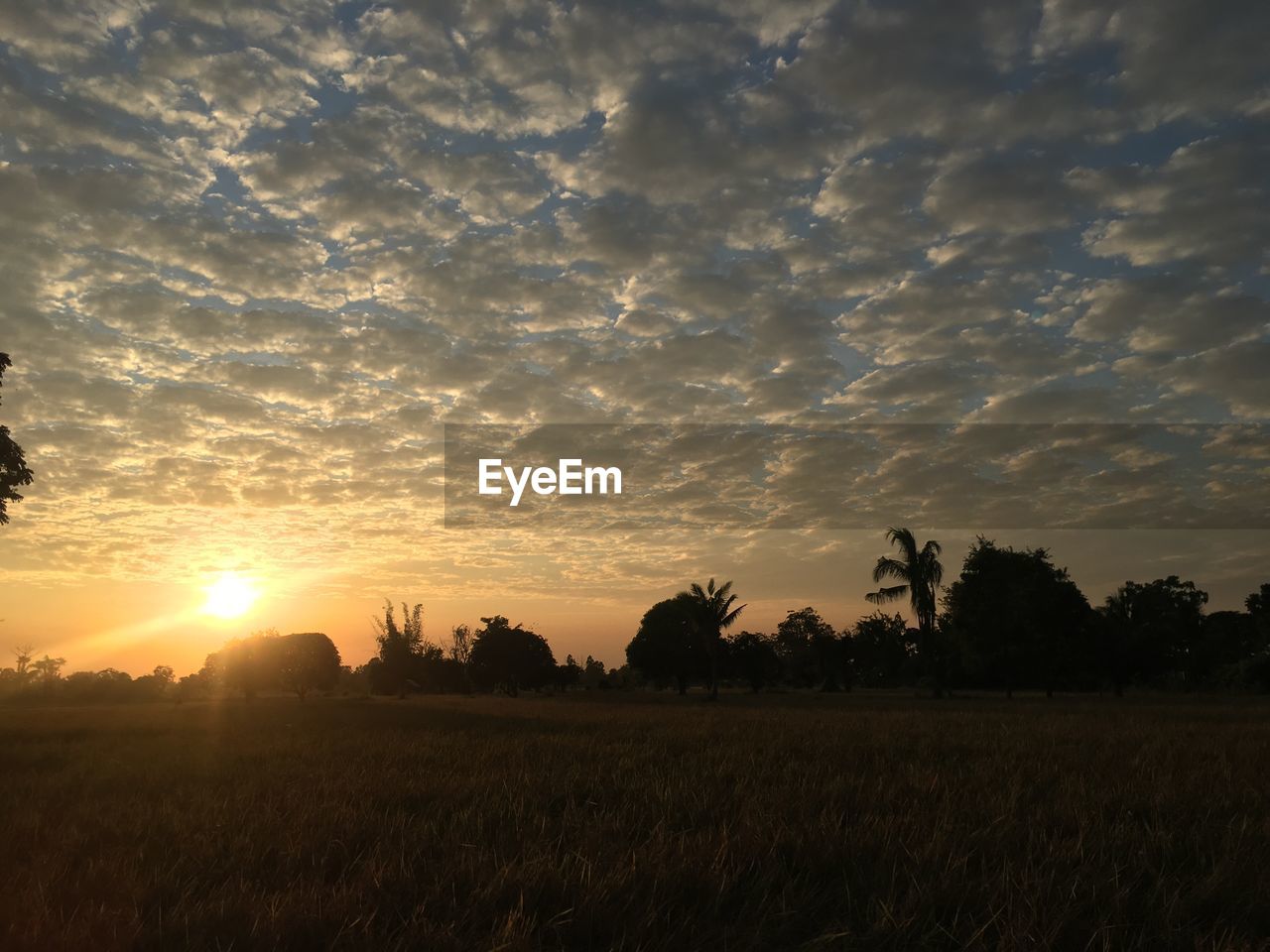 FIELD AGAINST SKY DURING SUNSET