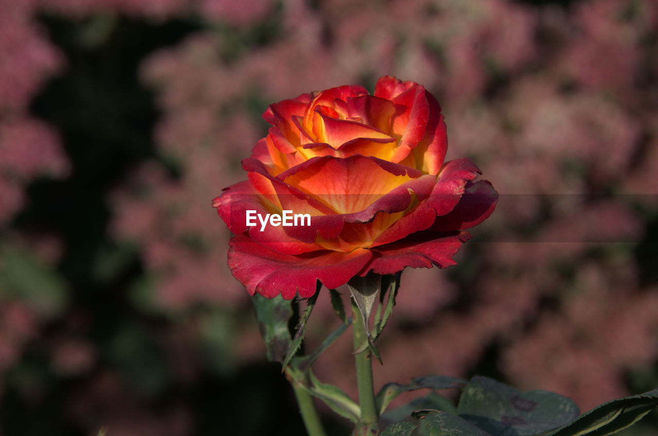 Close-up of red rose