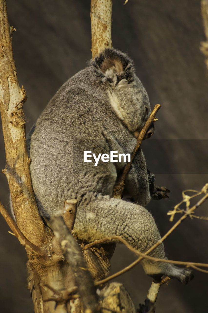 CLOSE-UP OF SQUIRREL SITTING ON TREE