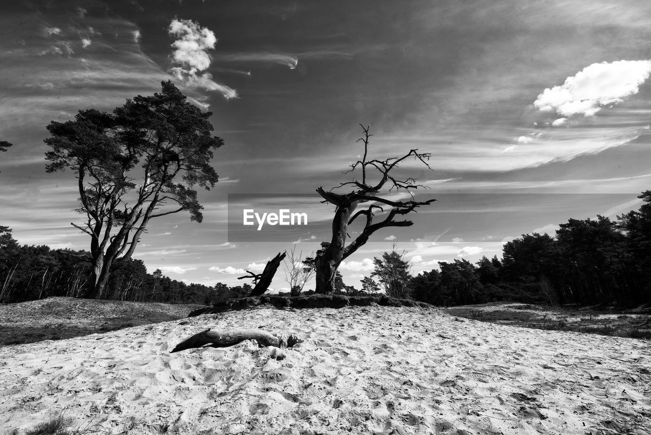 TREE ON FIELD AGAINST SKY