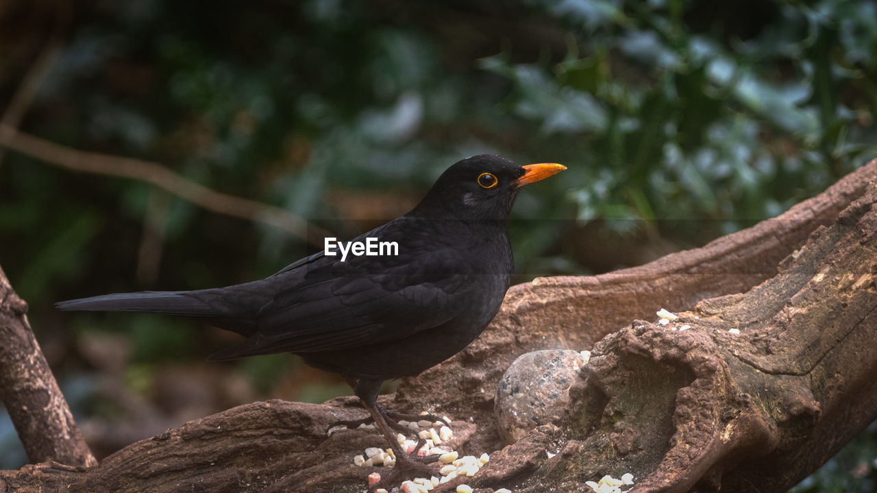 Male blackbird