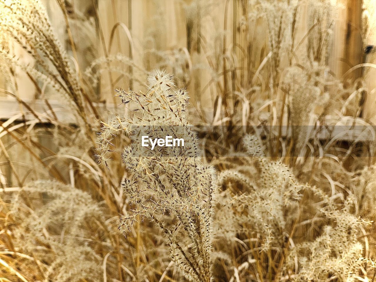 CLOSE-UP OF WHEAT GROWING ON FARM