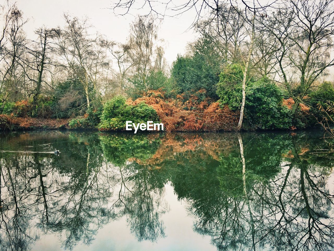 CLOSE-UP OF REFLECTION OF TREES IN LAKE