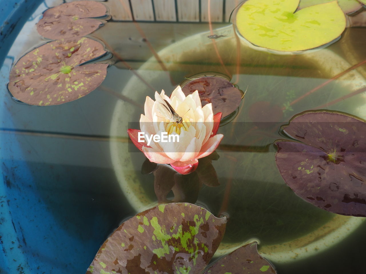 HIGH ANGLE VIEW OF LOTUS WATER LILY IN LAKE