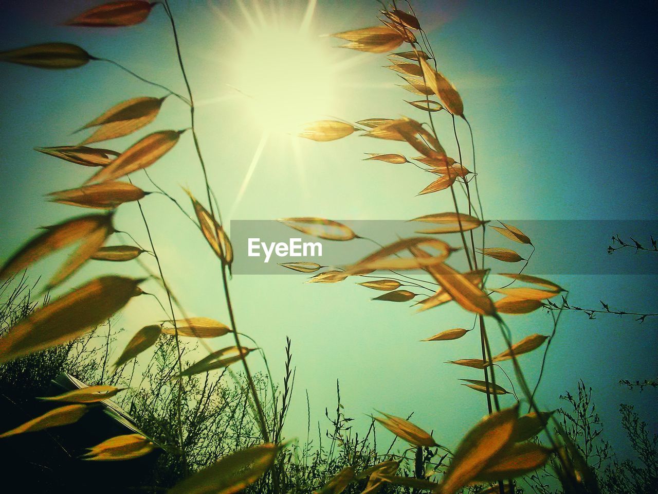 CLOSE-UP OF PLANTS GROWING AGAINST CLEAR SKY