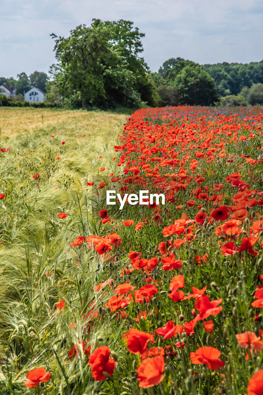 CLOSE-UP OF RED POPPY FLOWERS IN FIELD