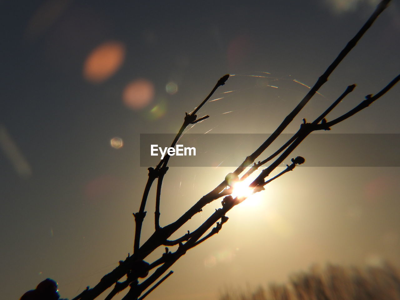 CLOSE-UP OF SILHOUETTE PLANT AGAINST SKY AT SUNSET