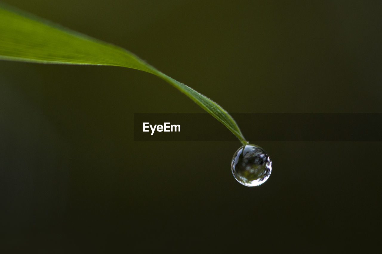 Close-up of water drop on leaf