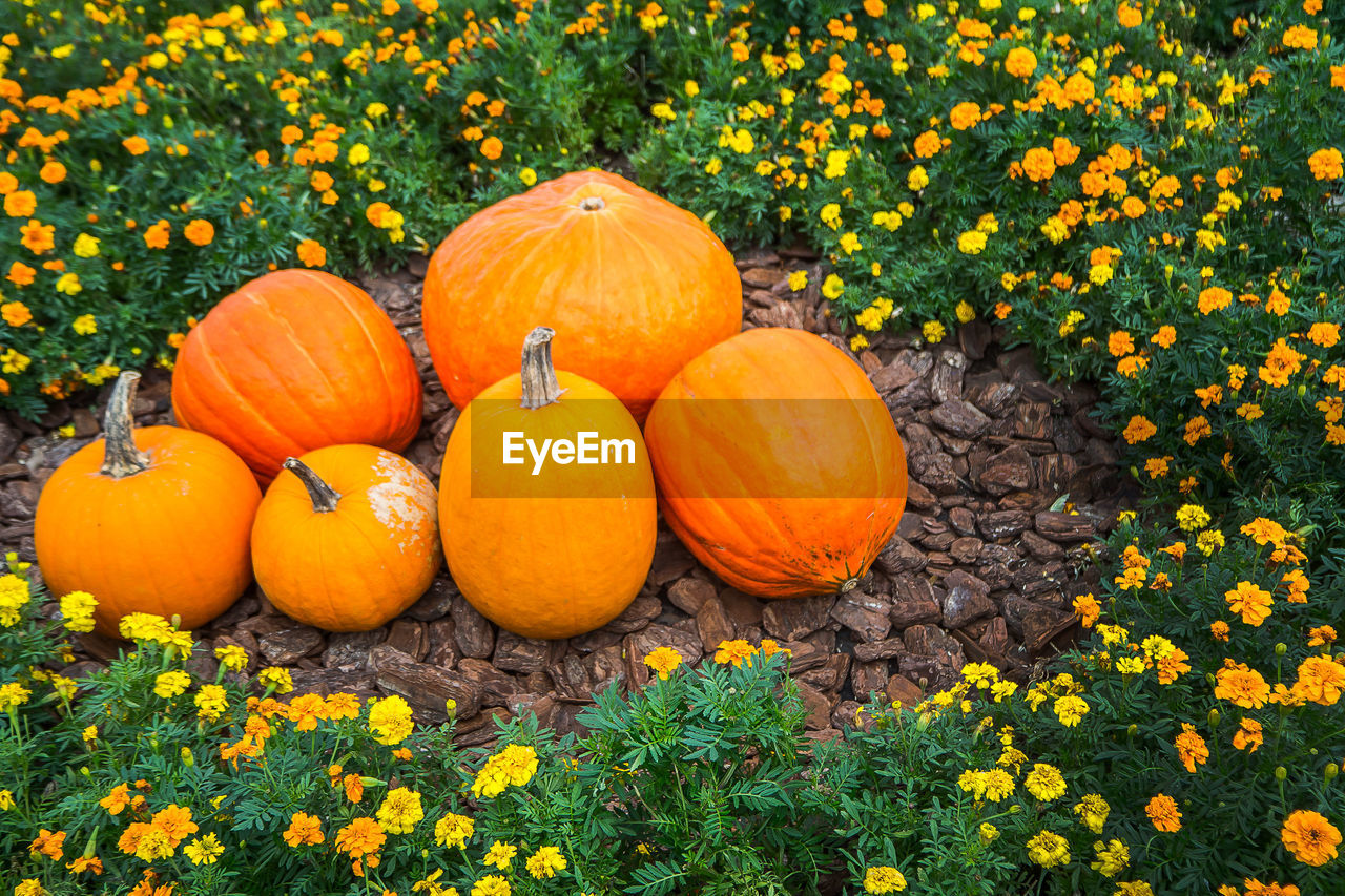 PUMPKINS ON FIELD