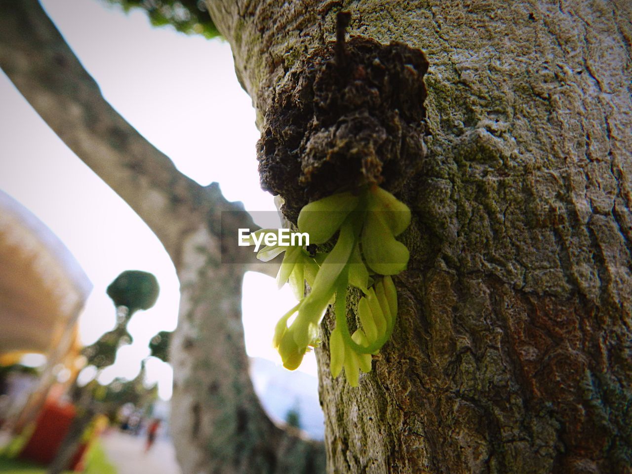 LOW ANGLE VIEW OF FRUITS ON TREE TRUNK