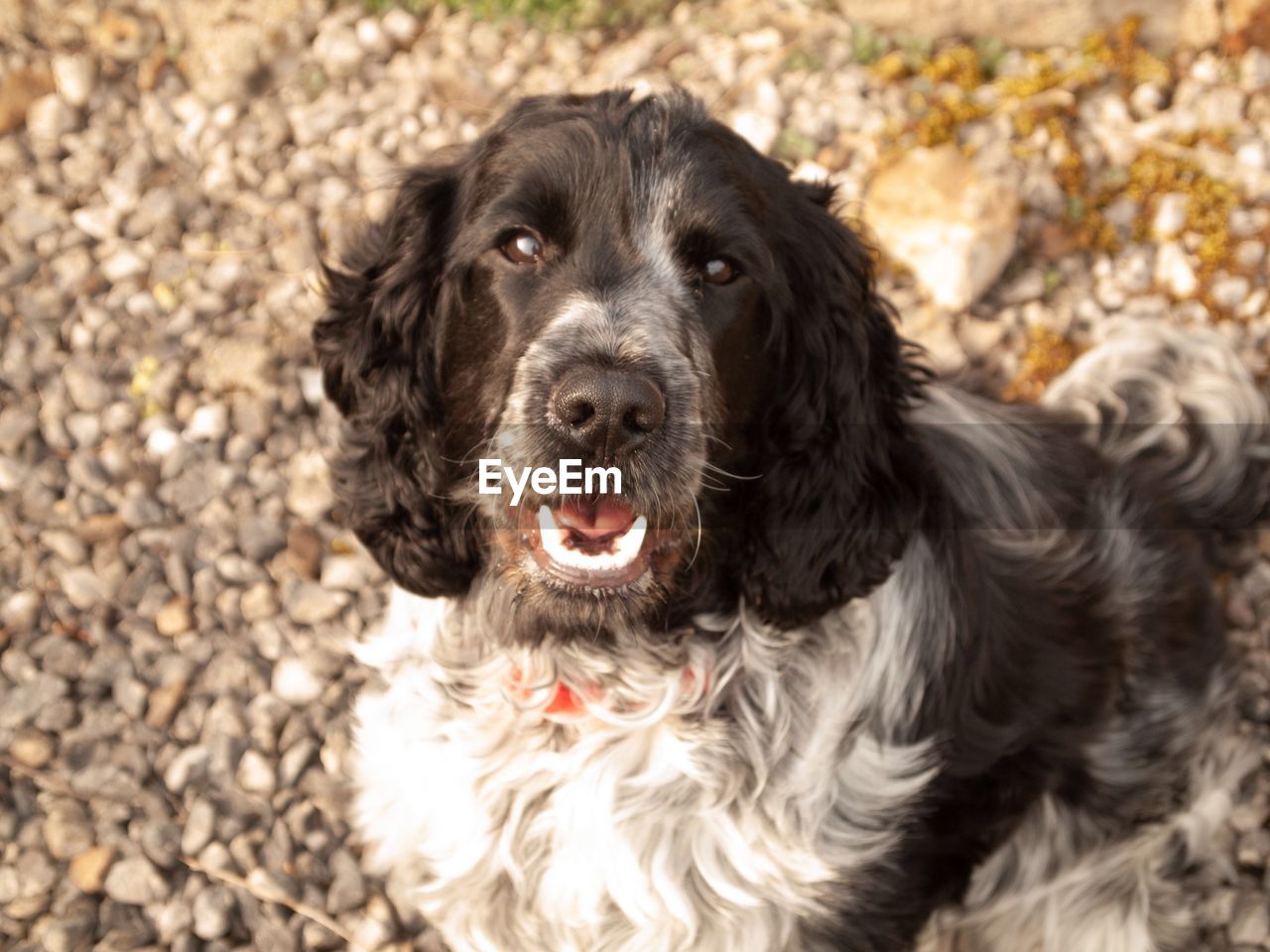 CLOSE-UP PORTRAIT OF DOG BY CAMERA