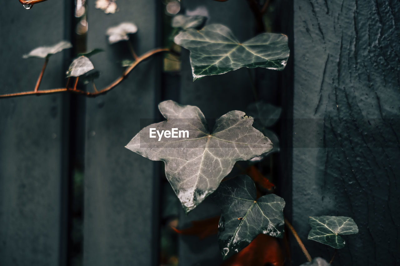 leaf, plant part, nature, plant, no people, branch, close-up, tree, autumn, outdoors, focus on foreground, darkness, light, flower, macro photography, beauty in nature, green, day