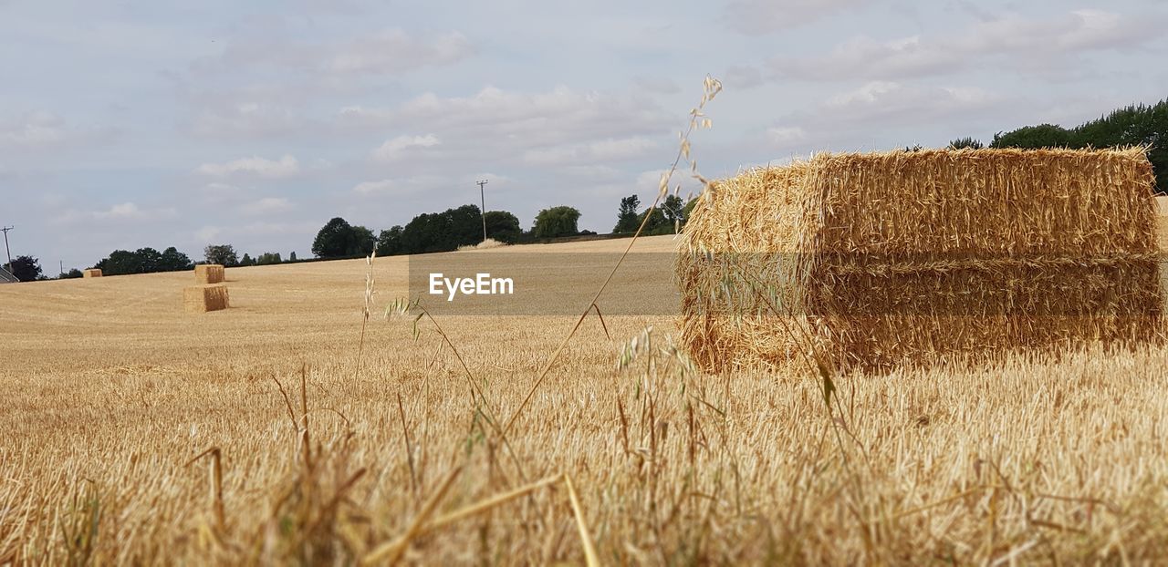 agriculture, hay, landscape, bale, field, rural scene, land, plant, farm, sky, environment, crop, cereal plant, nature, straw, harvesting, cloud, growth, beauty in nature, scenics - nature, food, tranquility, soil, harvest, no people, tranquil scene, day, wheat, rural area, barley, gold, haystack, outdoors, rolled up, summer, corn, grass, idyllic, sunlight, grassland, tree, prairie