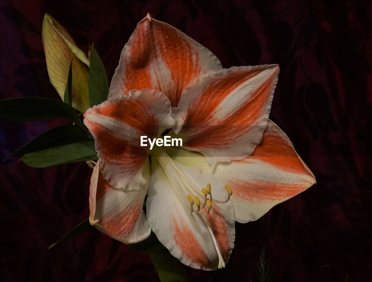 CLOSE-UP OF WHITE DAY LILY BLOOMING OUTDOORS