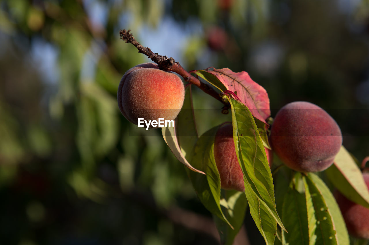 CLOSE-UP OF FRUIT ON TREE