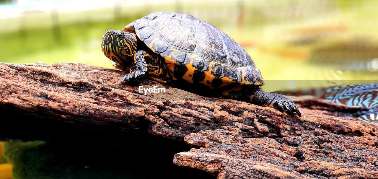 Close-up of turtle on rock