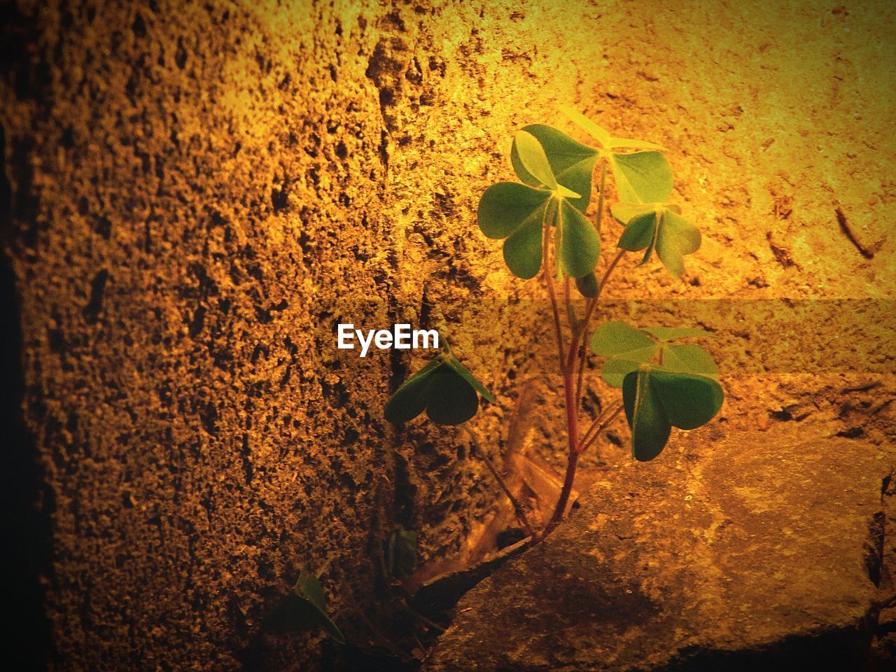 CLOSE-UP OF PLANTS