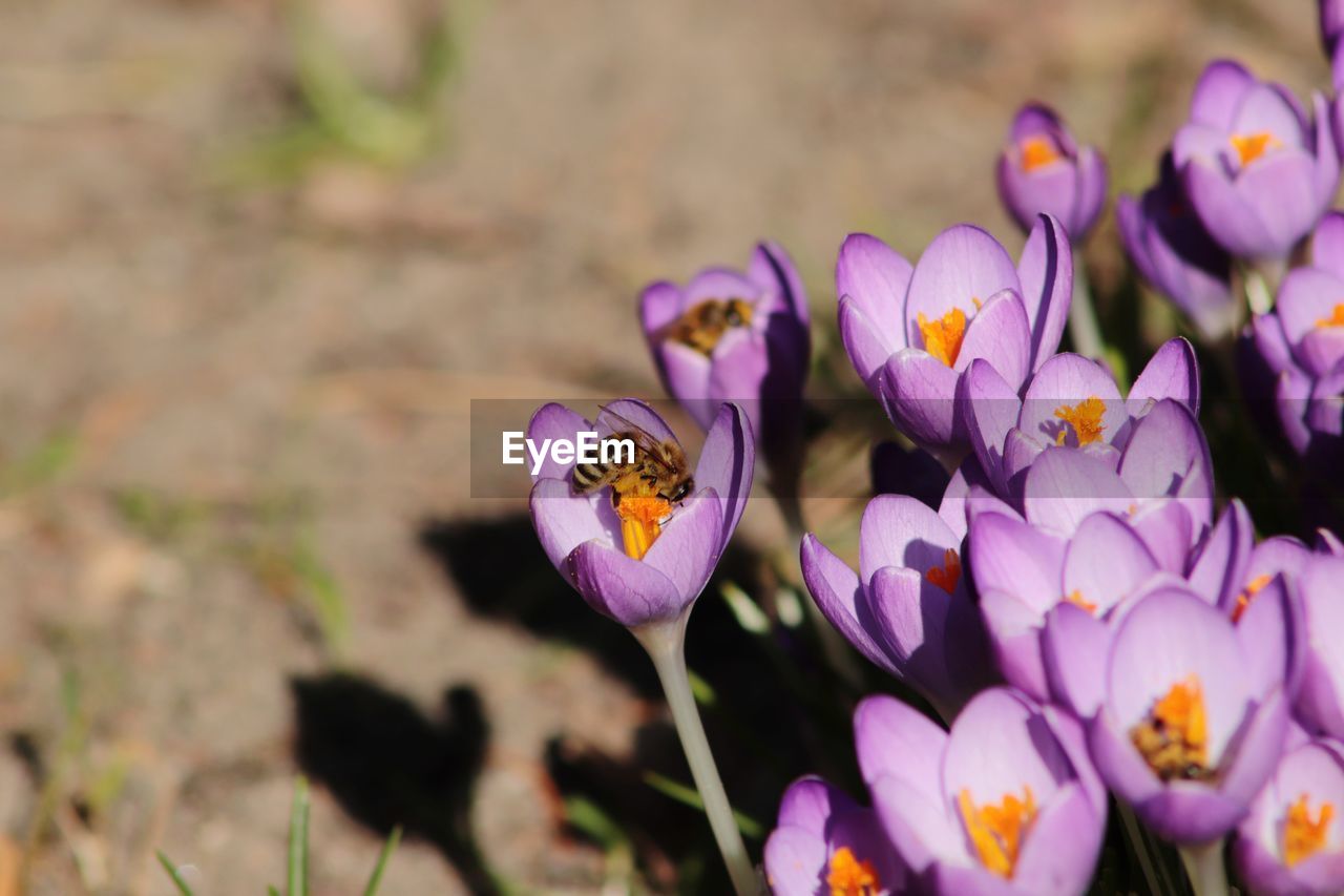 CLOSE-UP OF HONEY BEE POLLINATING ON PURPLE FLOWERING