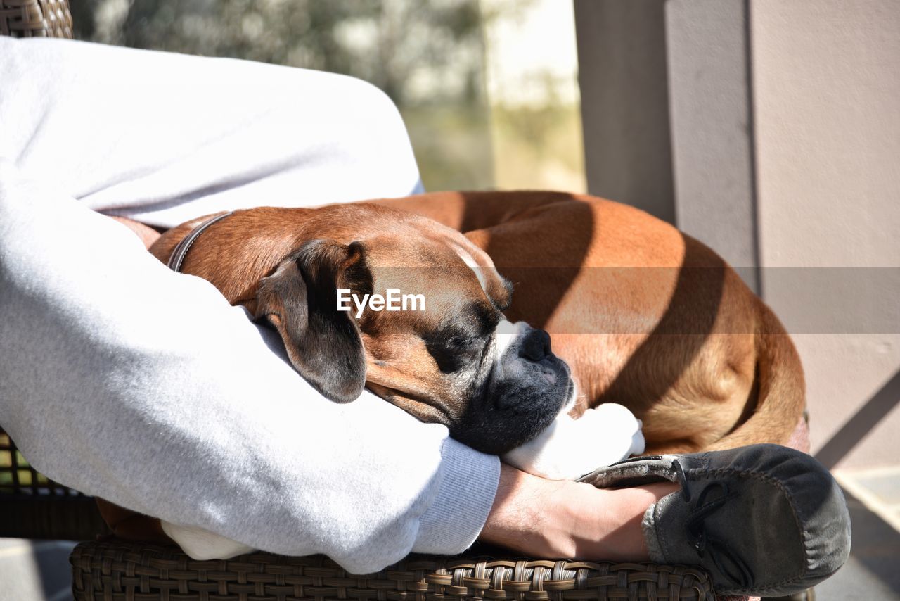 CLOSE-UP OF DOG RELAXING ON BED