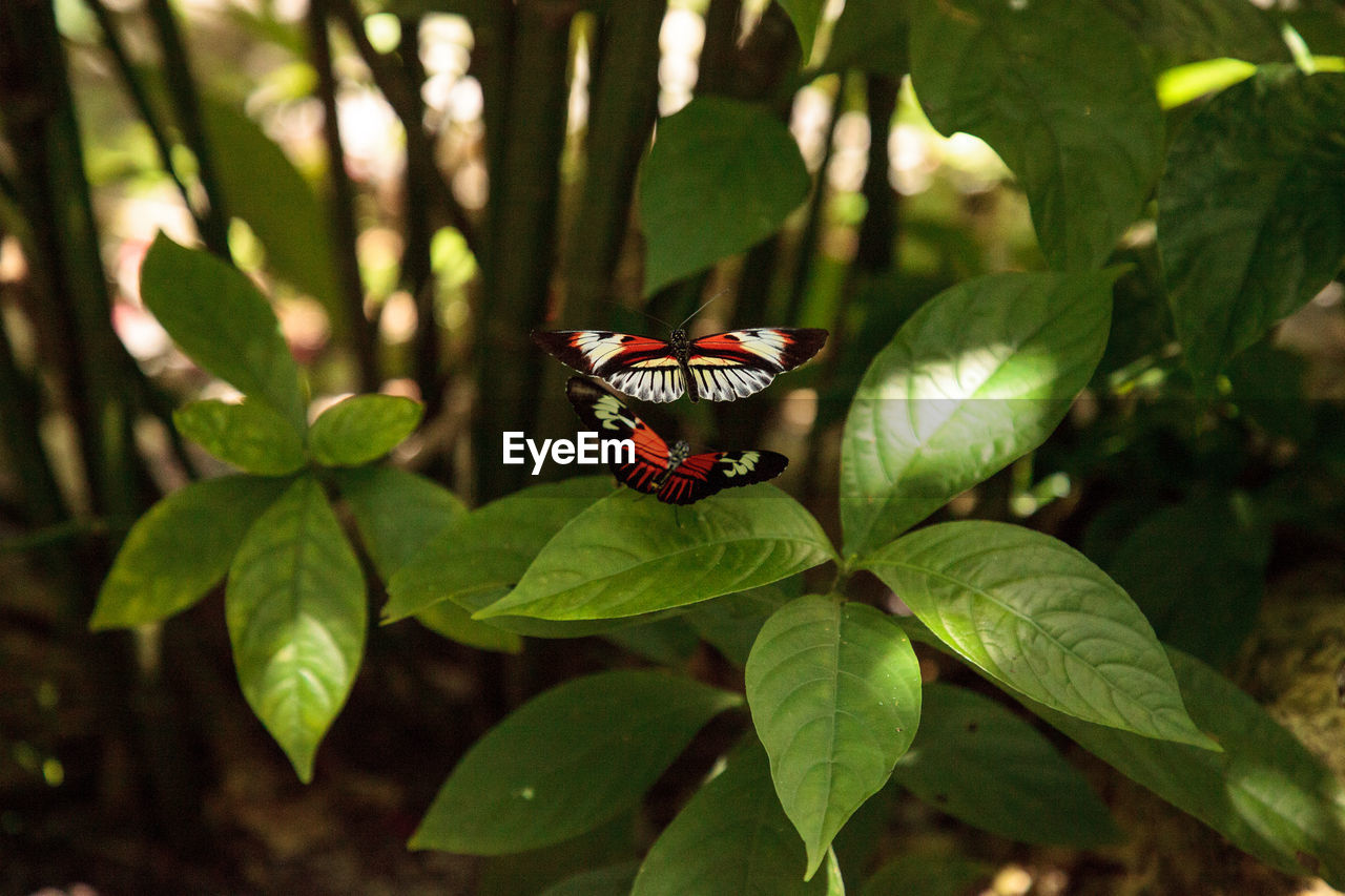 Butterflies flying over plant