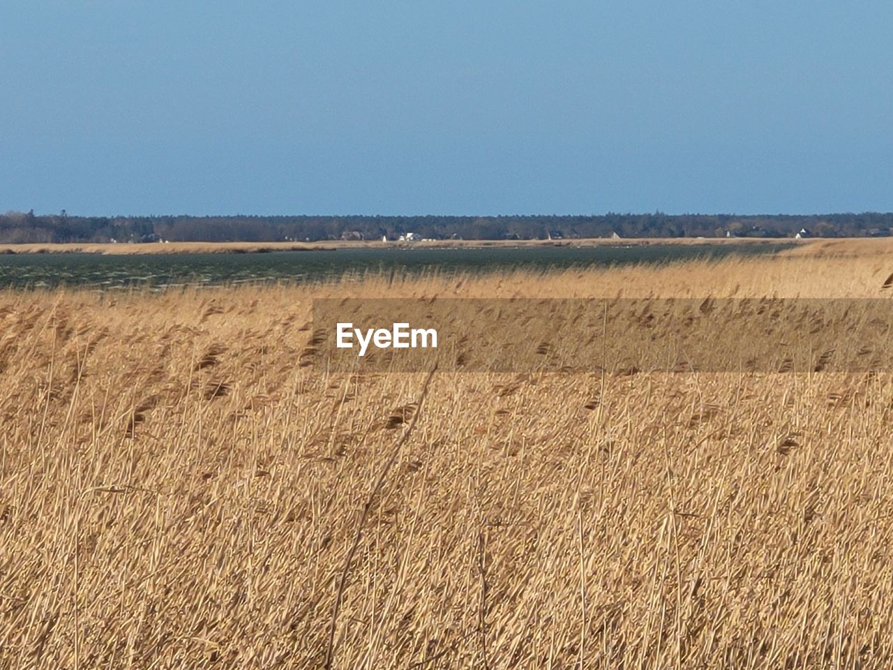 land, landscape, sky, environment, field, soil, plain, nature, scenics - nature, steppe, horizon, agriculture, grassland, prairie, food, no people, tranquility, crop, tranquil scene, beauty in nature, day, clear sky, plant, rural scene, wheat, blue, outdoors, copy space, sunny, cereal plant, growth, horizon over land