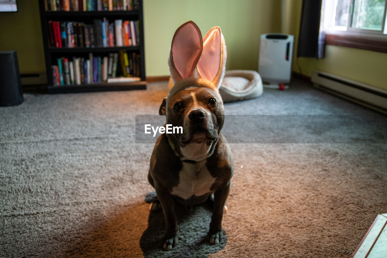 PORTRAIT OF DOG SITTING ON TABLE AT HOME