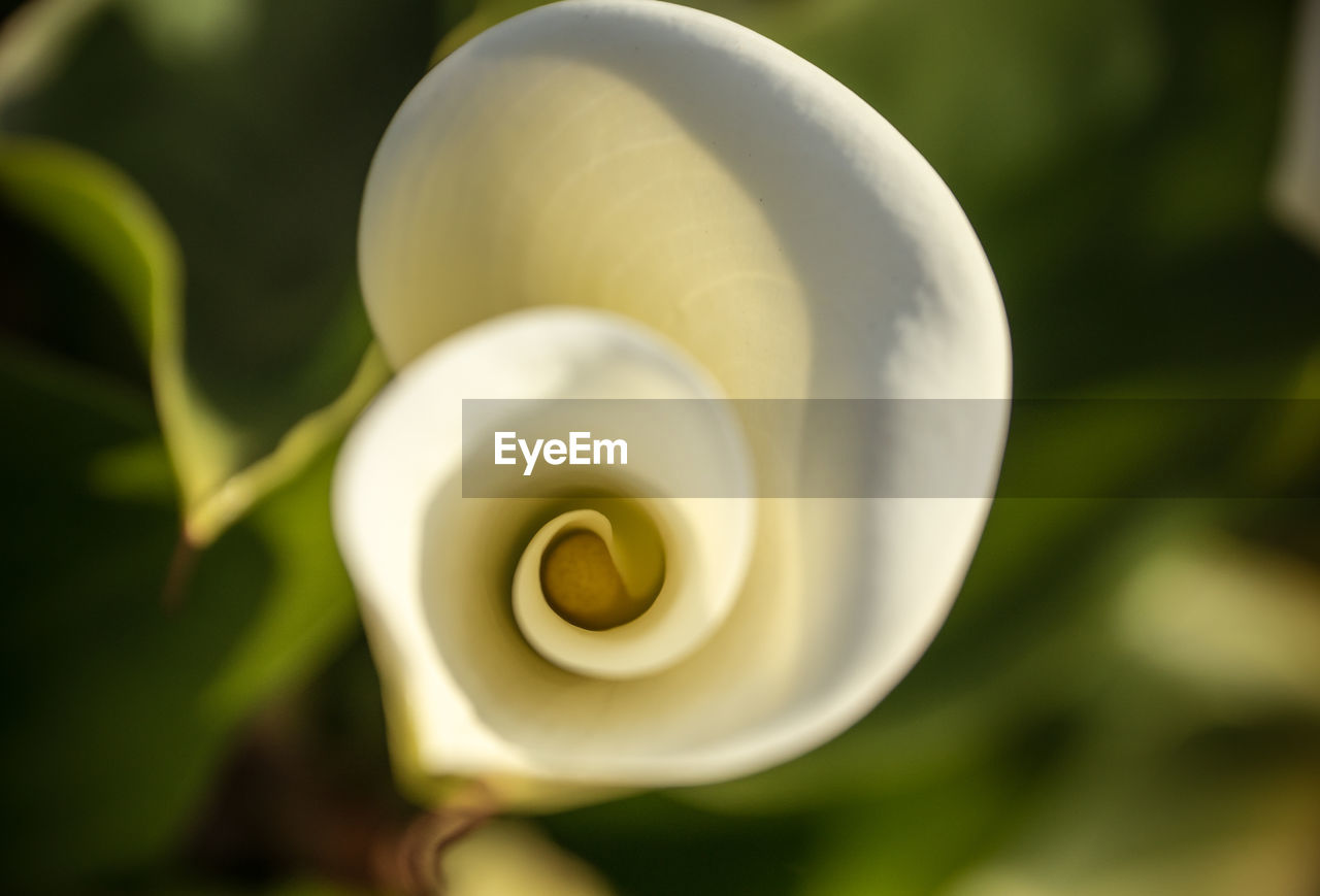 CLOSE-UP OF WHITE FLOWERS