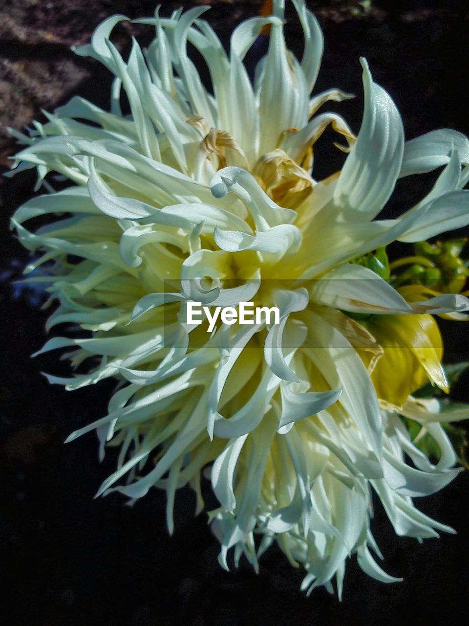 CLOSE-UP OF WHITE FLOWERS BLOOMING