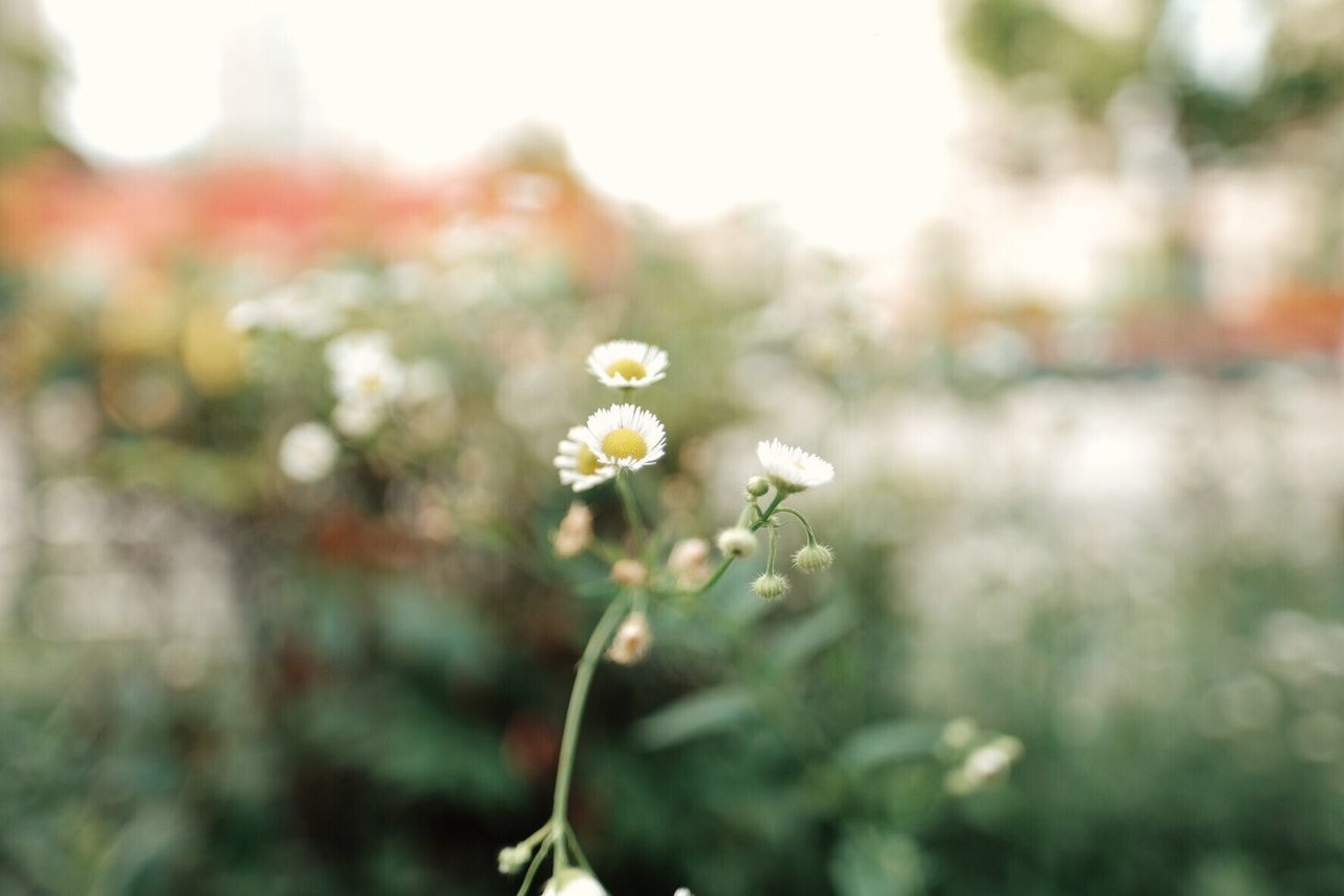 CLOSE-UP OF FLOWERS BLOOMING