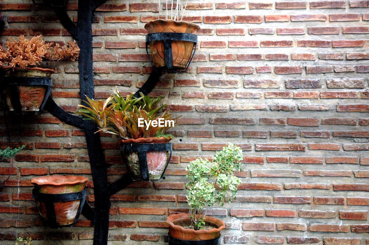 Potted plants on wall of house