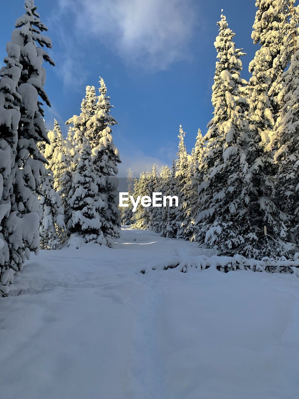 snow, cold temperature, winter, tree, plant, nature, coniferous tree, pine tree, sky, scenics - nature, beauty in nature, landscape, environment, pinaceae, forest, land, mountain range, mountain, pine woodland, frozen, tranquil scene, tranquility, cloud, non-urban scene, woodland, no people, spruce, blue, fir, white, evergreen tree, outdoors, polar climate, spruce tree, snowcapped mountain, fir tree, ice, freezing, day, travel destinations, idyllic, travel, frost, wilderness, remote, deep snow