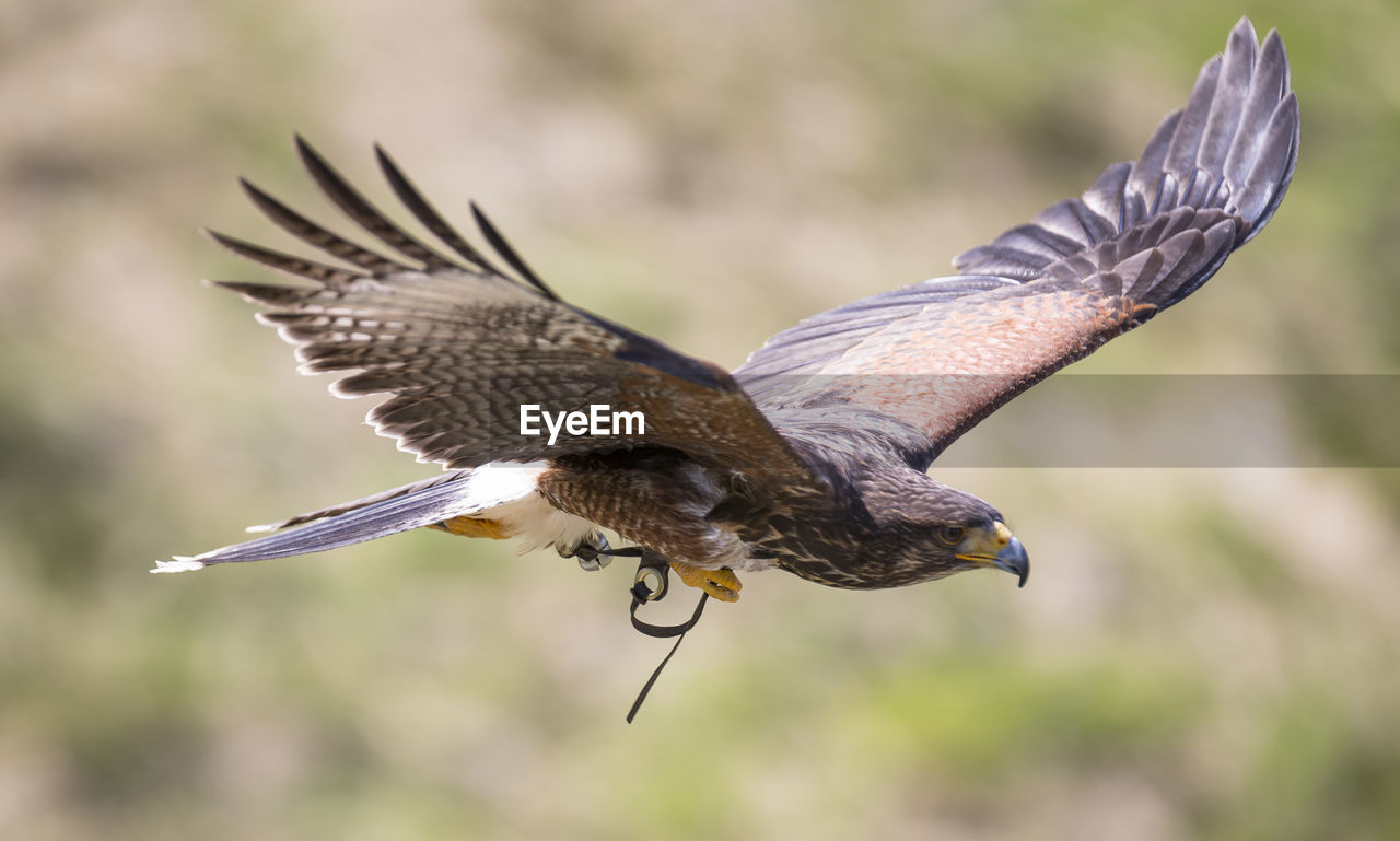 Close-up of bird flying outdoors