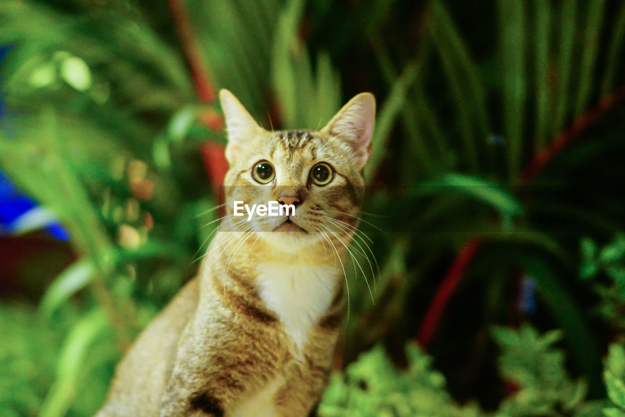 Close-up portrait of a cat