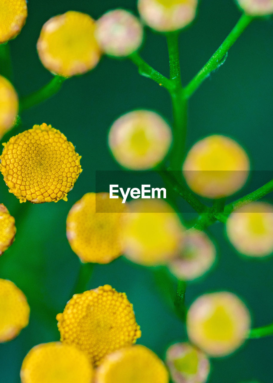 FULL FRAME SHOT OF YELLOW FLOWERS