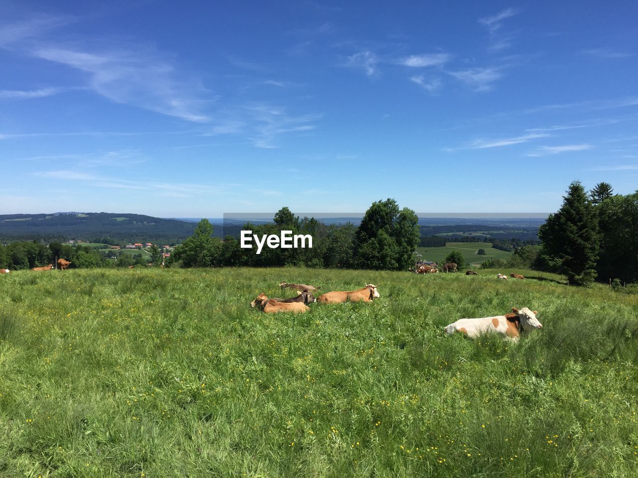 COWS ON FIELD BY TREE AGAINST SKY